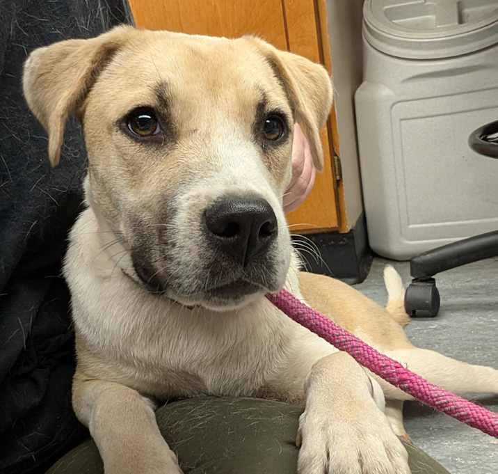 Photo of Lucy