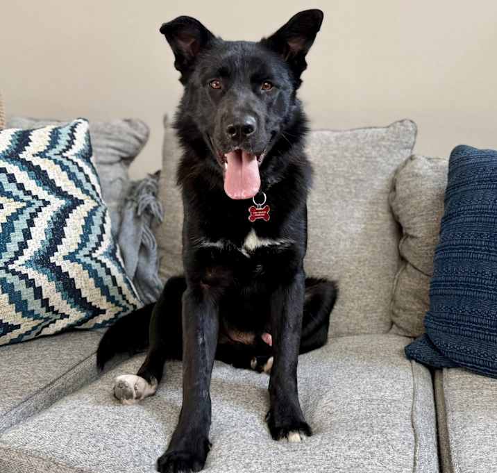 Photo of Goose
