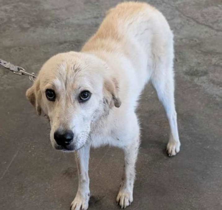 Photo of Found stray: Fiona