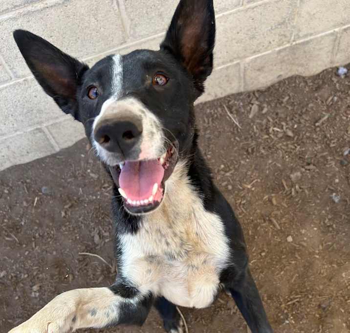 Photo of Twitch - Loves Treats & Dog Friendly! Adopt $50!