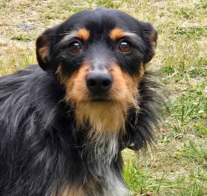 Photo of Shaggy