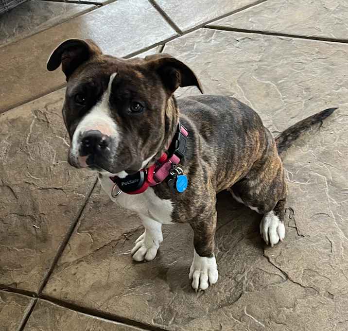Photo of Dolly