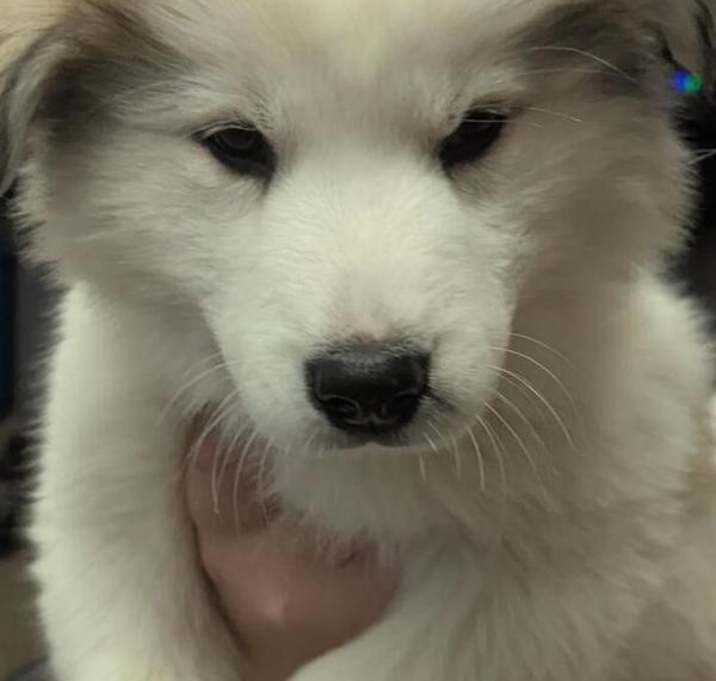 Photo of Annie