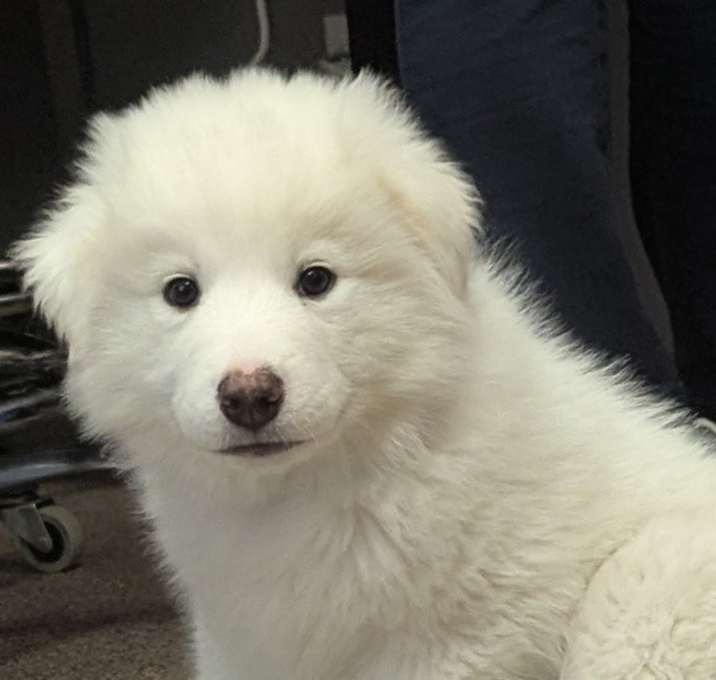 Photo of Alastor
