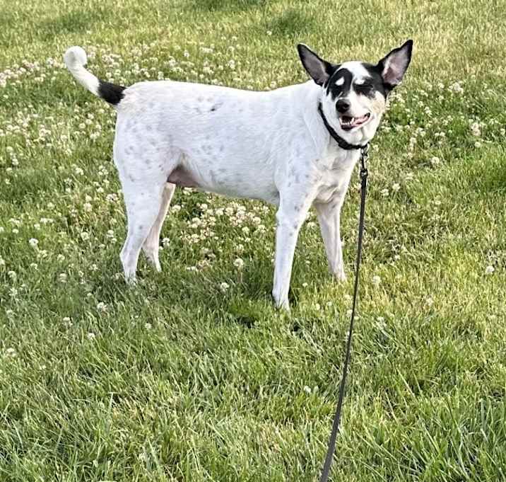 Photo of Oreo