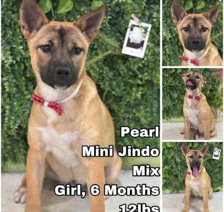 Photo of Pearl from Korea