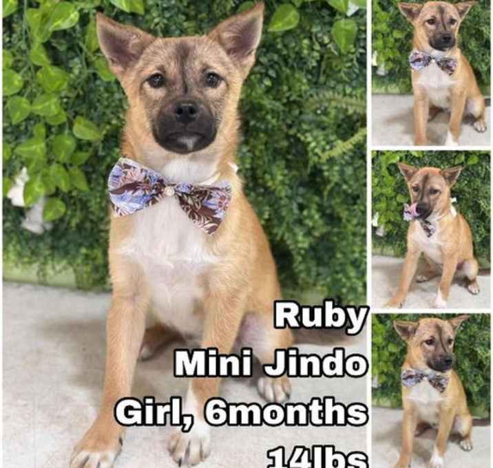 Photo of Ruby from Korea