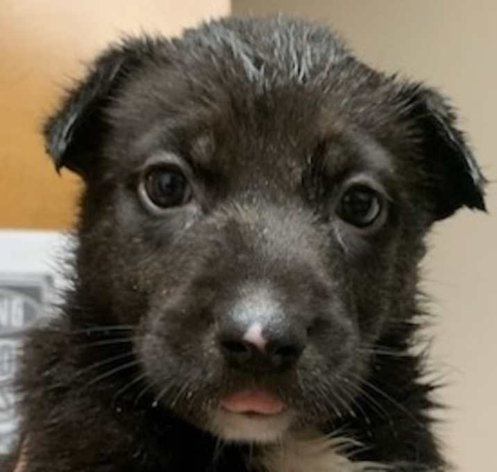 Photo of Tango
