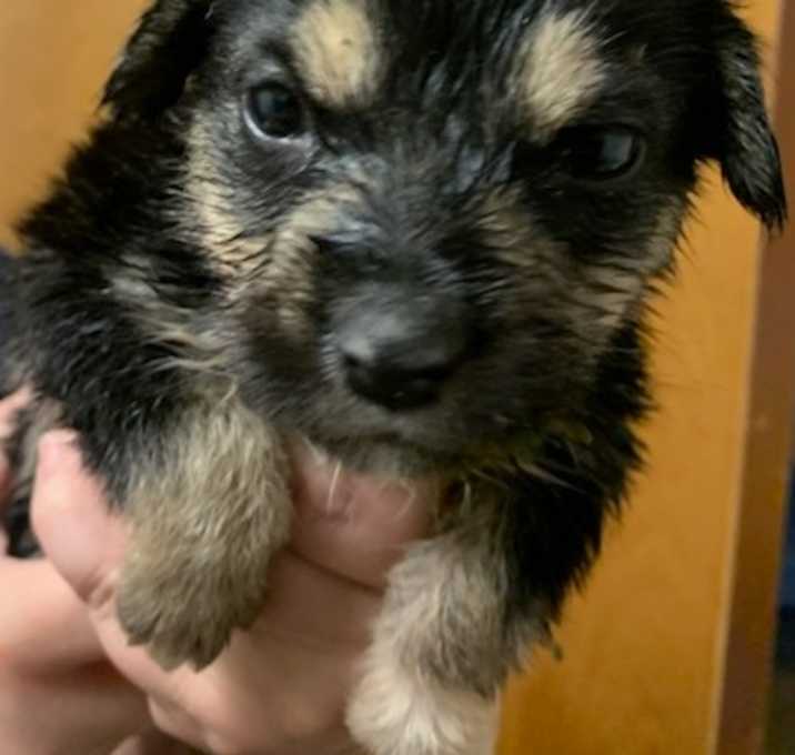 Photo of Foxtrot
