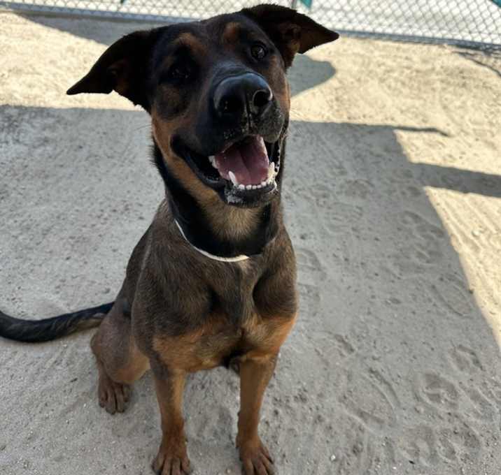 Photo of BROWNIE