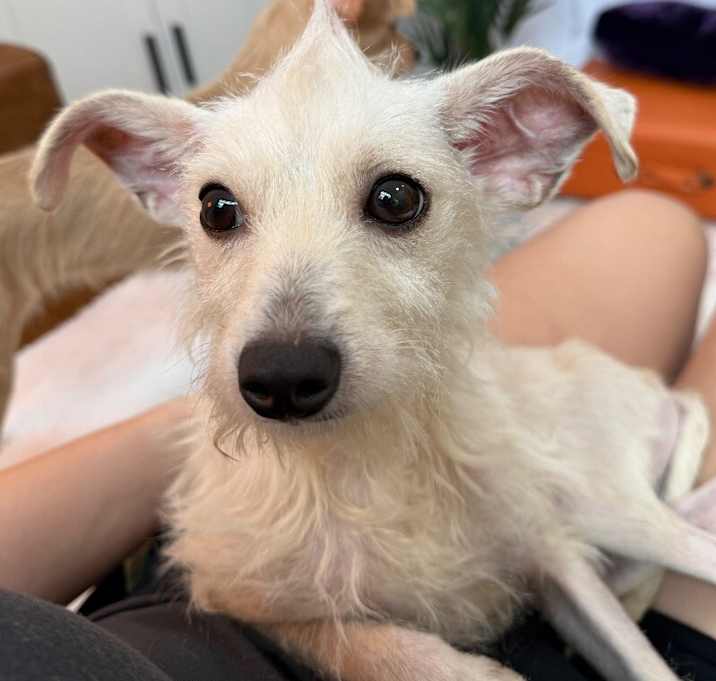 Photo of Stitch Ohana