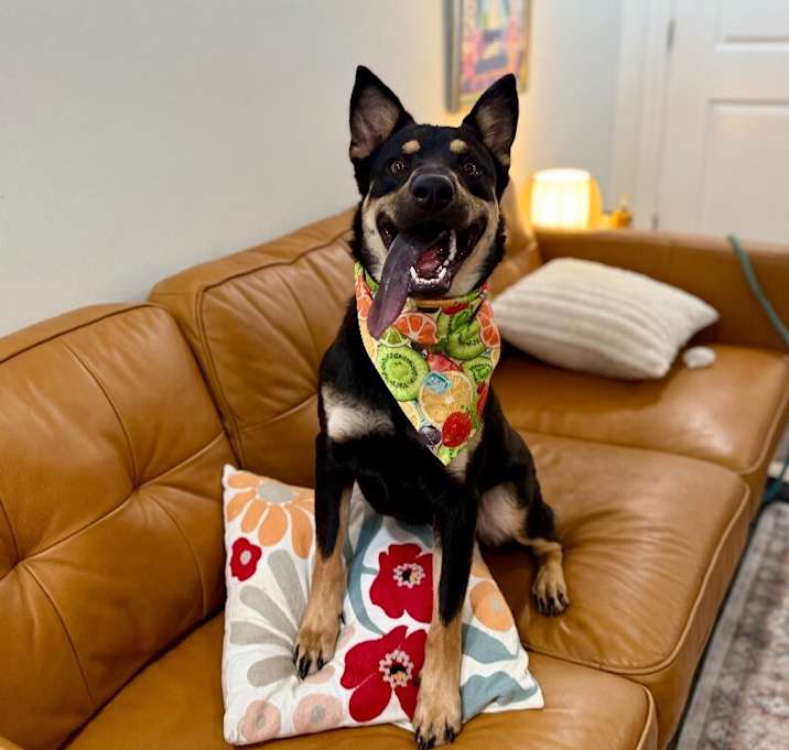 Photo of Rocky a ball-loving good time