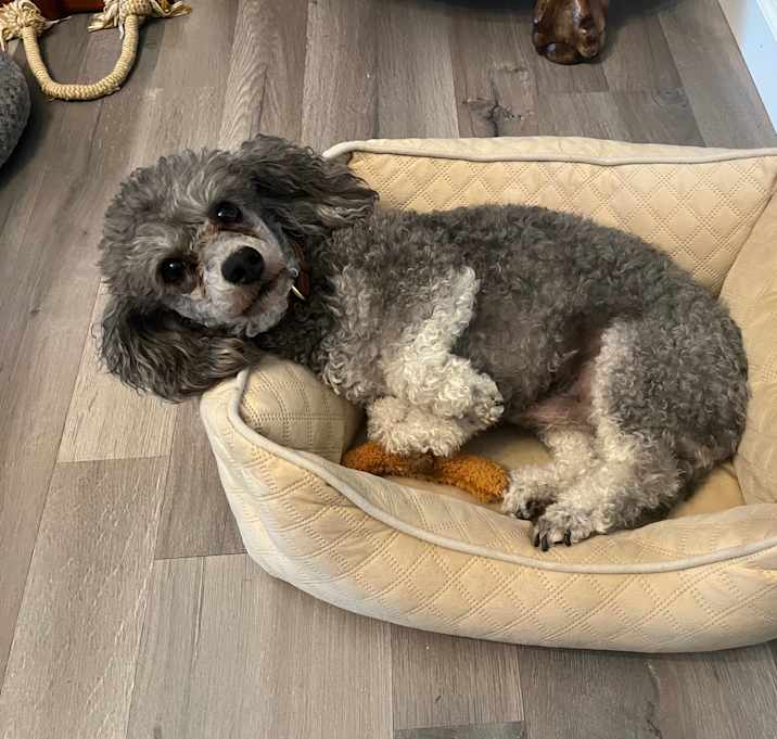 Photo of Tucker