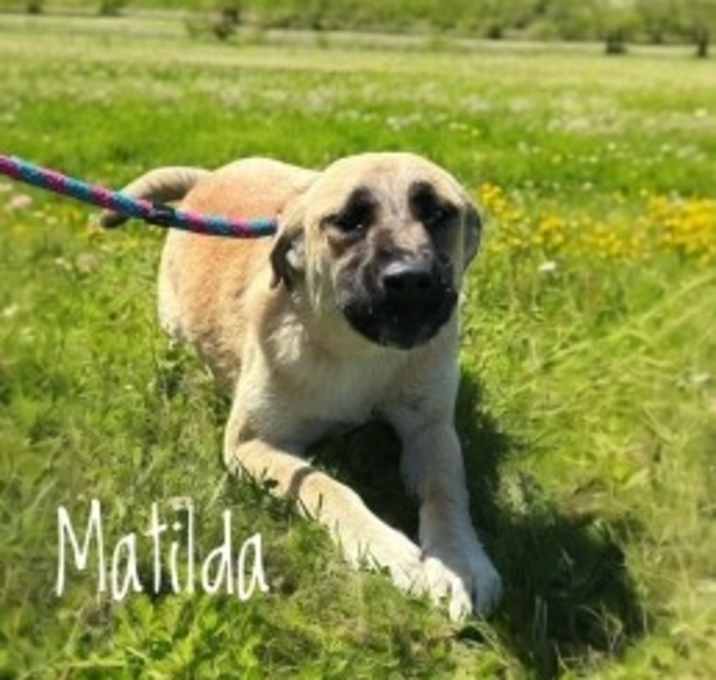Photo of Matilda 124533