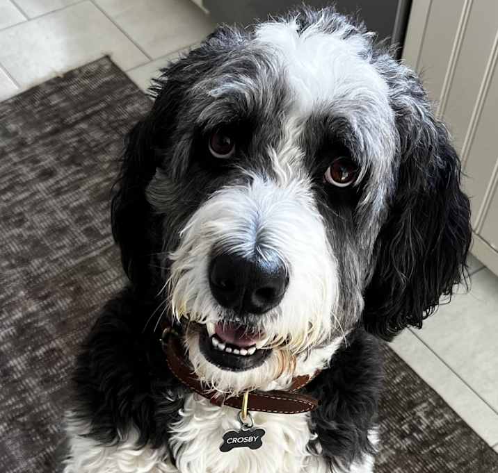 Photo of Crosby