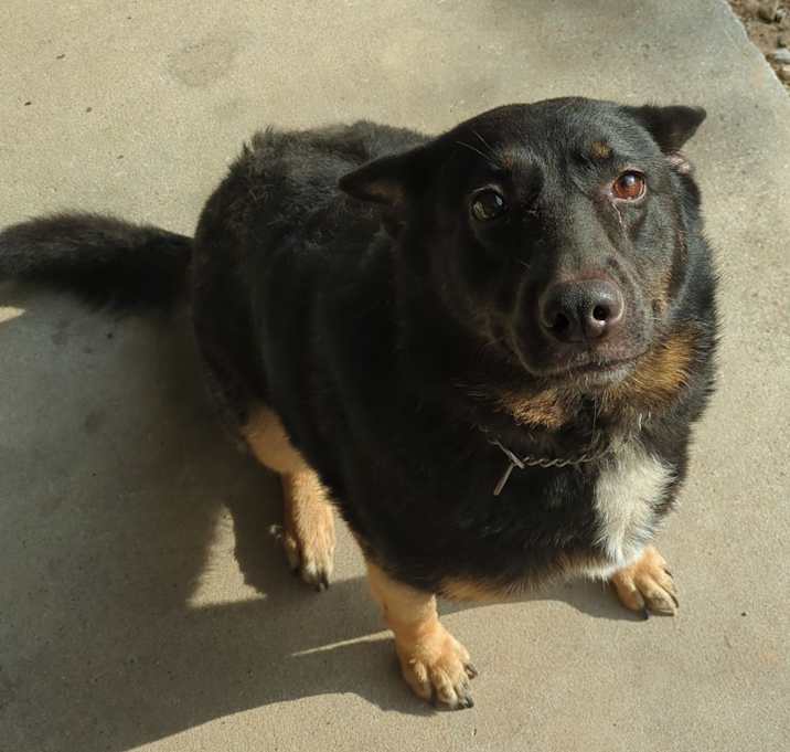 Photo of Comanche