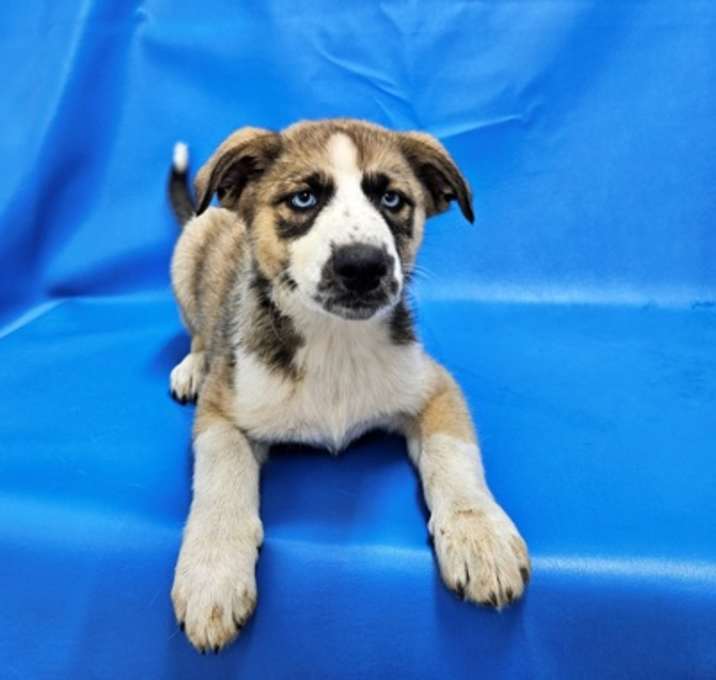 Photo of Goose