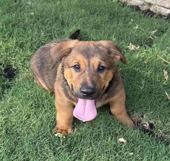 Photo of RANGER