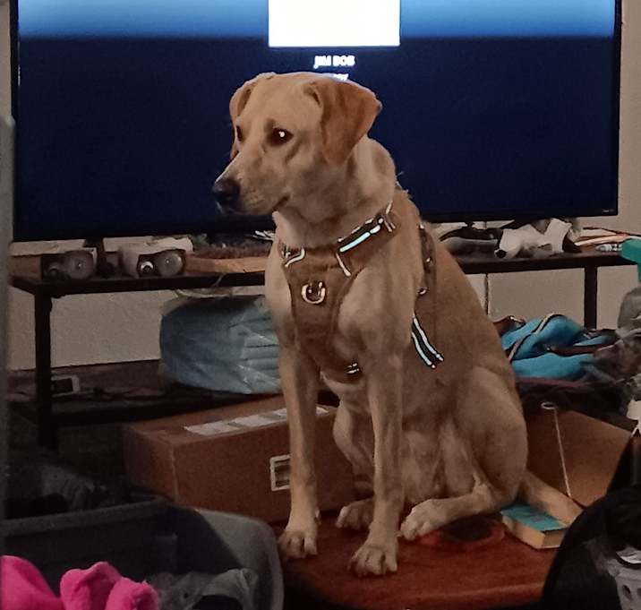 Photo of Bella
