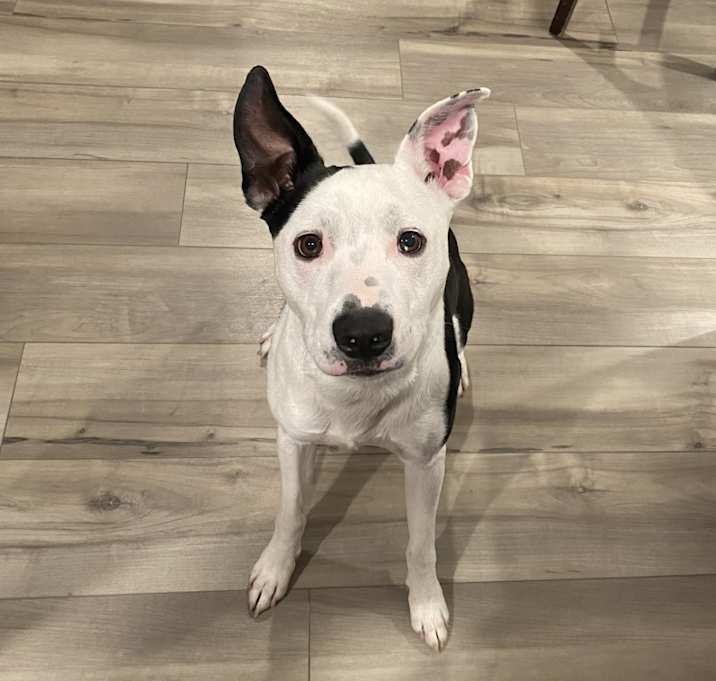 Photo of Rambo