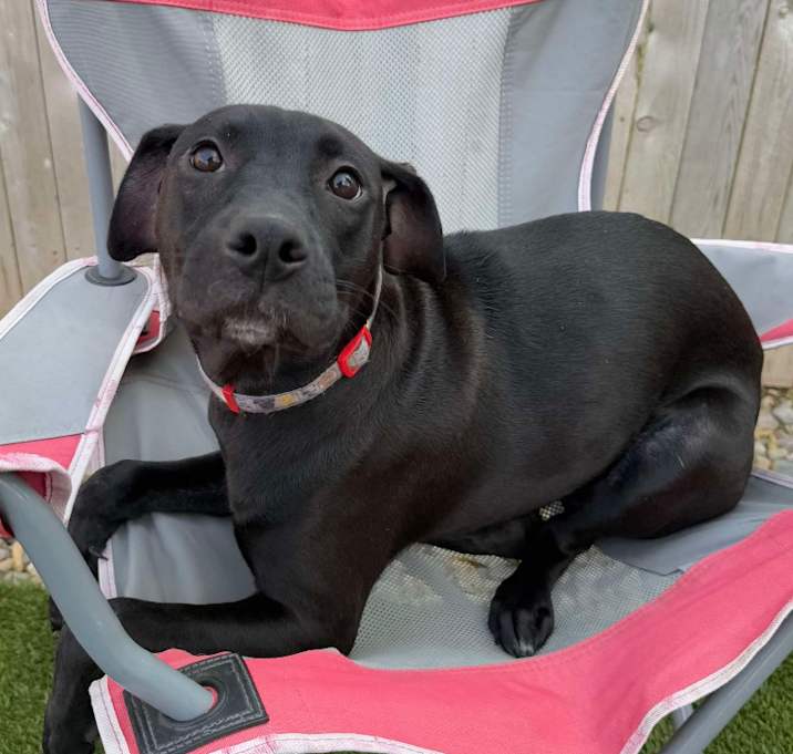 Photo of Yappy