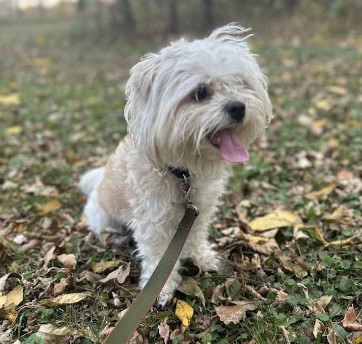 Photo of Goldie