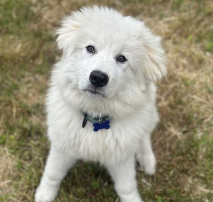 Photo of Jelly Bean