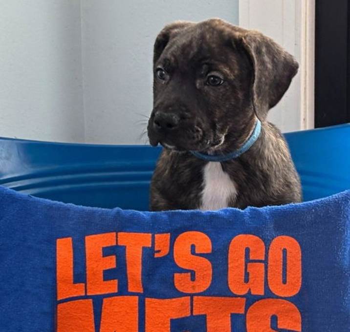 Photo of Nimmo
