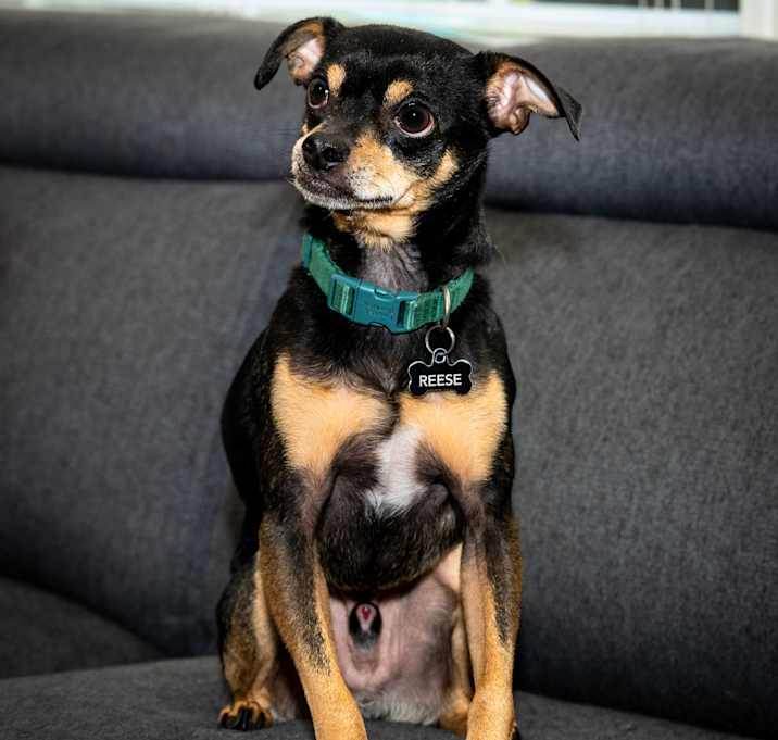 Photo of Reese