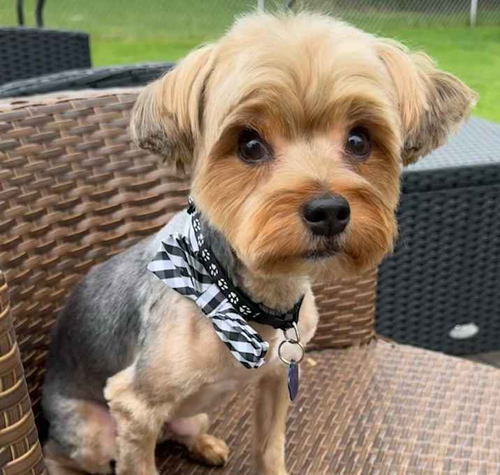 Photo of Toby