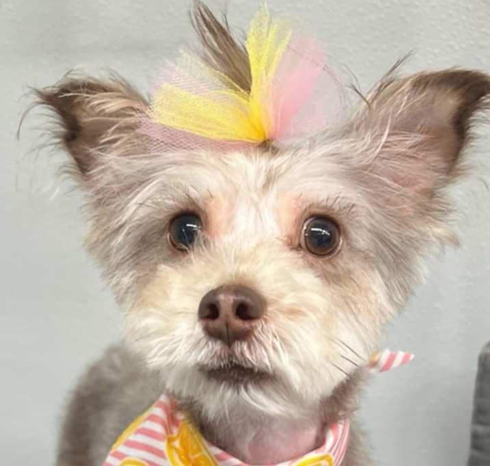 Photo of Dulce
