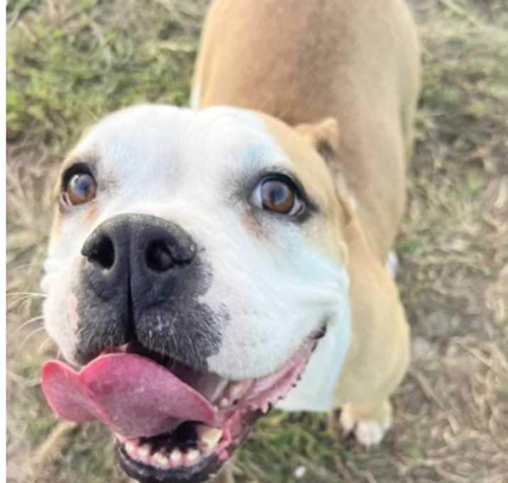 Photo of Goldie