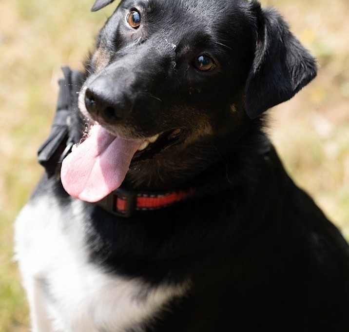 Photo of Bear