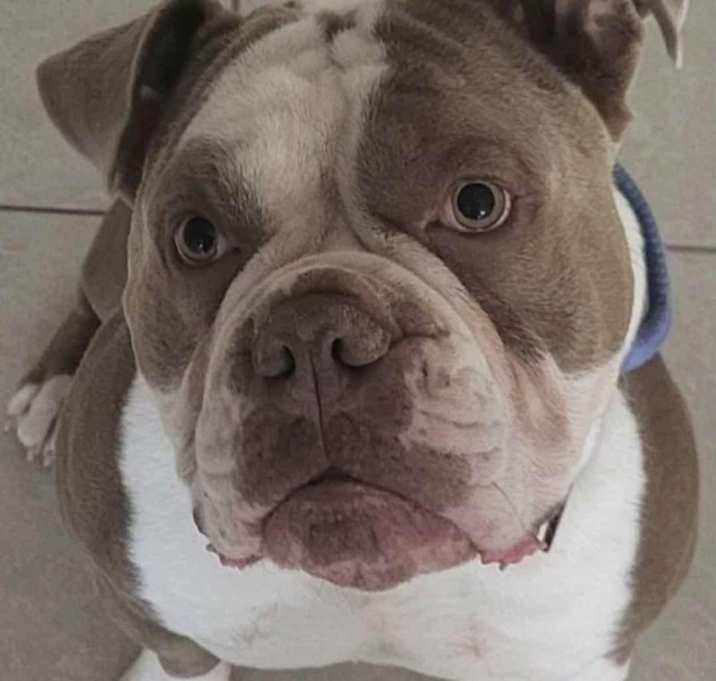 Photo of Blue