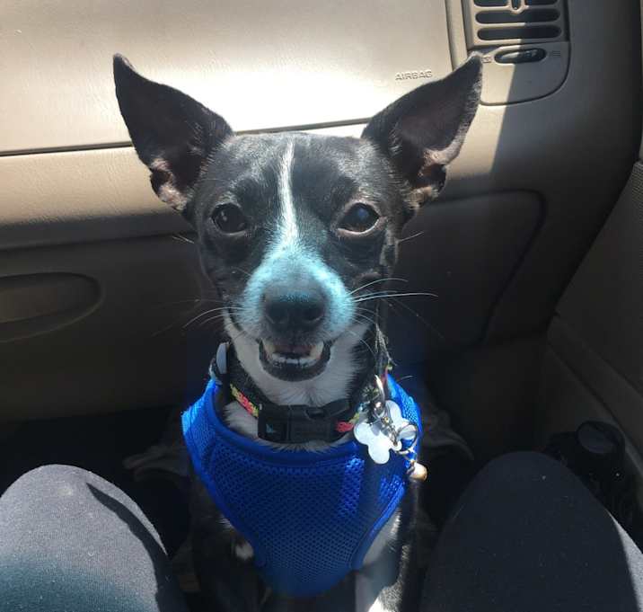 Photo of Chi-Chi