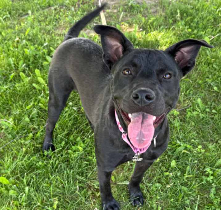 Photo of HAZEL