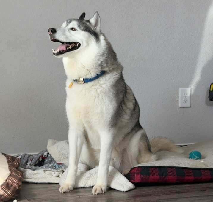 Photo of Bandit
