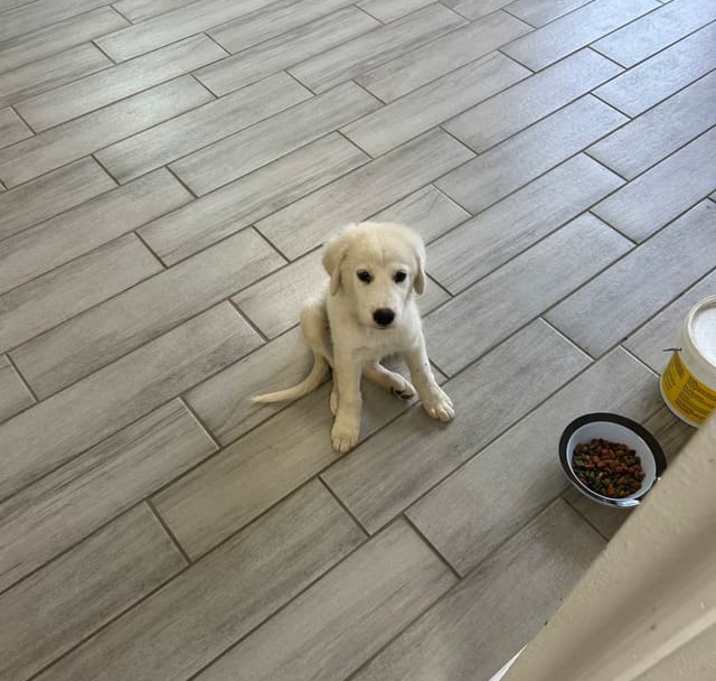 Photo of Sweet Pea SAT