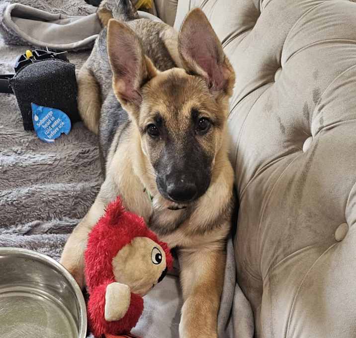 Photo of Foxy