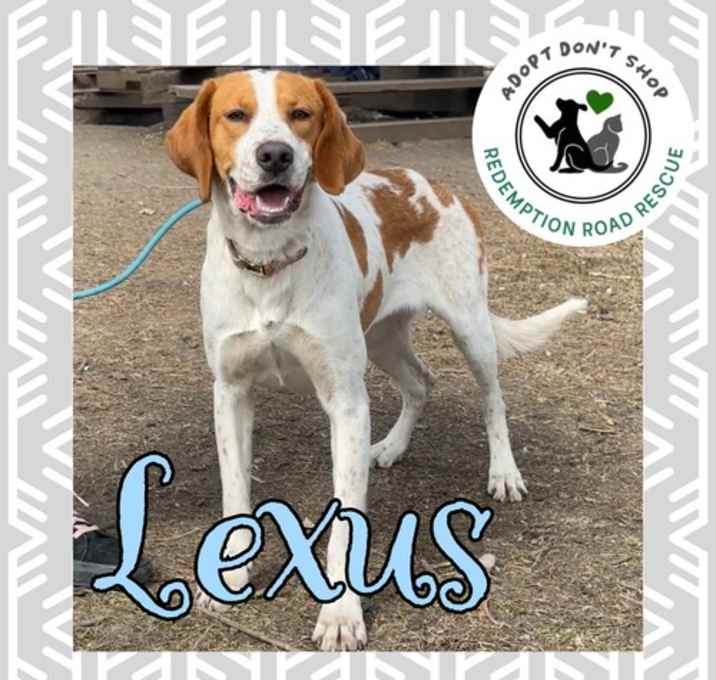Photo of Lexus *Foster Needed*