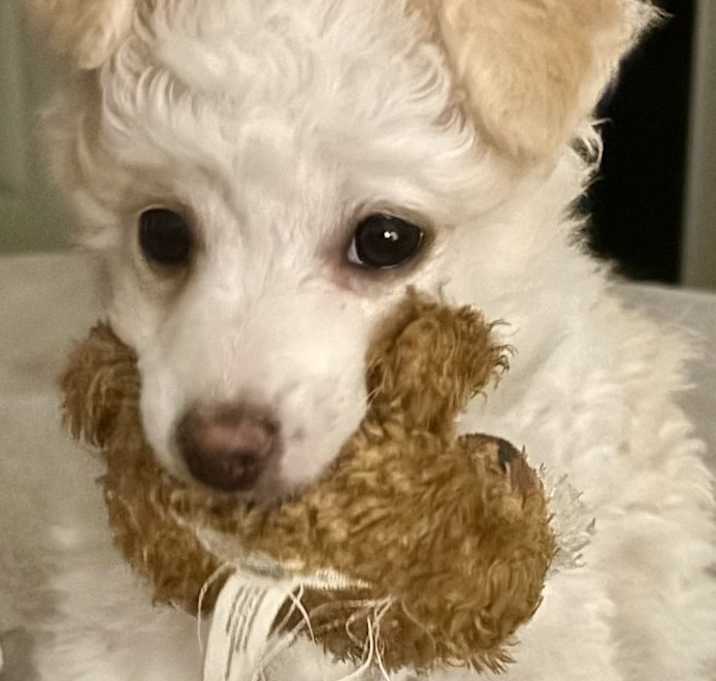 Photo of Oliver