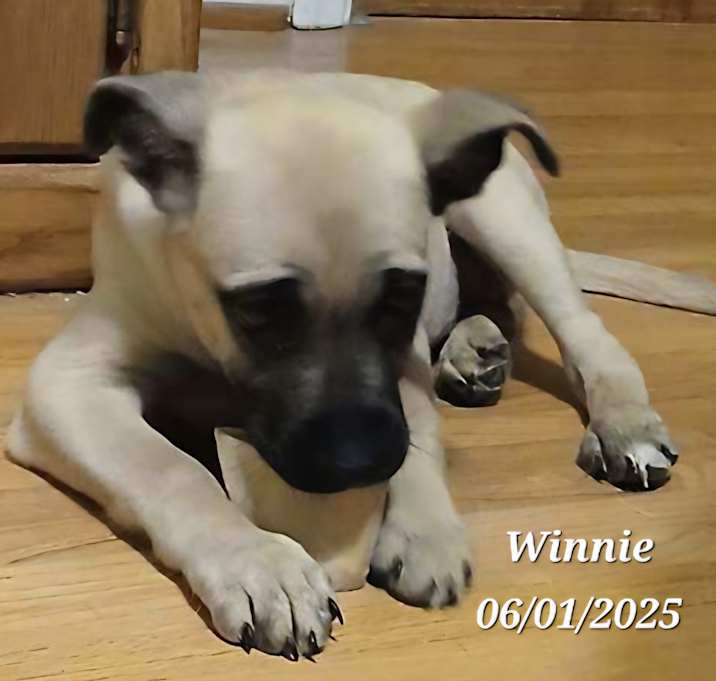 Photo of Willow