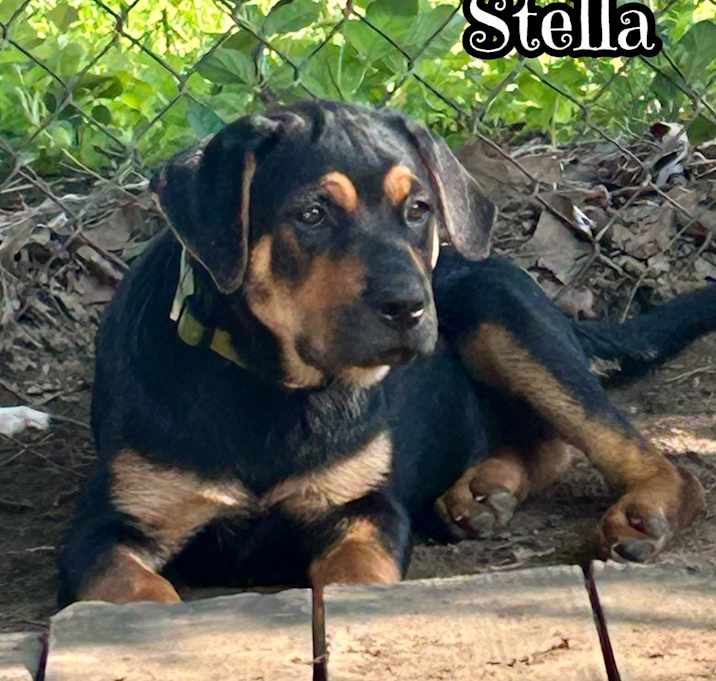 Photo of Stella
