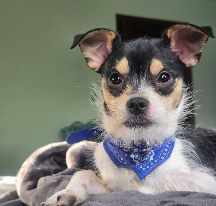 Photo of Chip