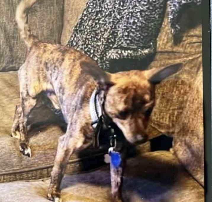 Photo of Biscuit