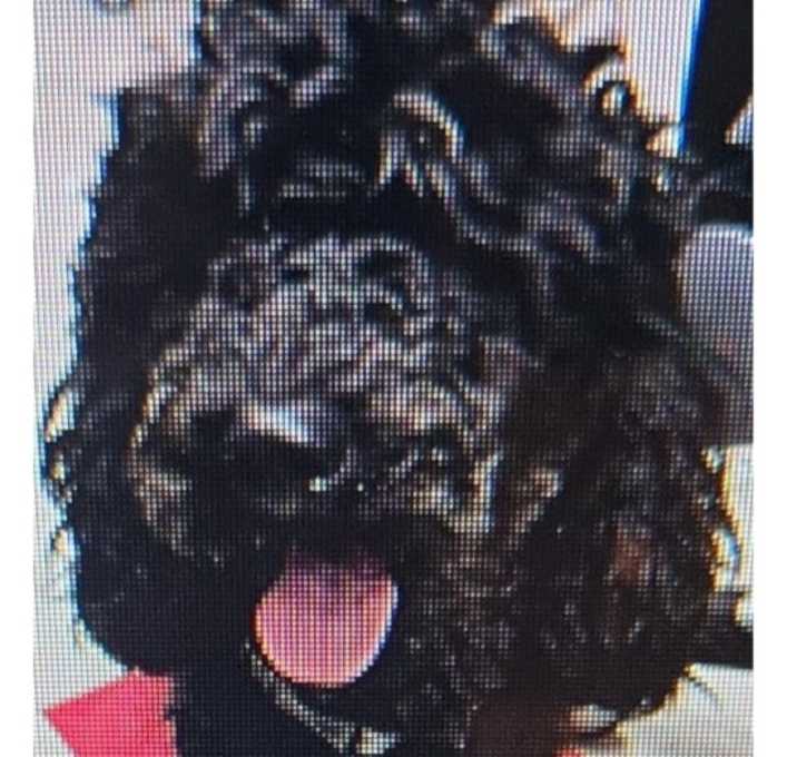 Photo of Cooper