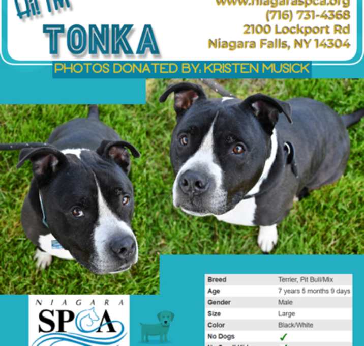 Photo of Tonka