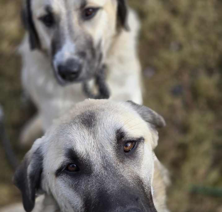 Photo of PEPPA and SADIE