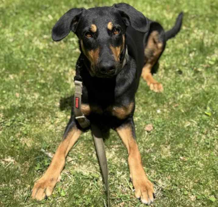 Photo of Olive