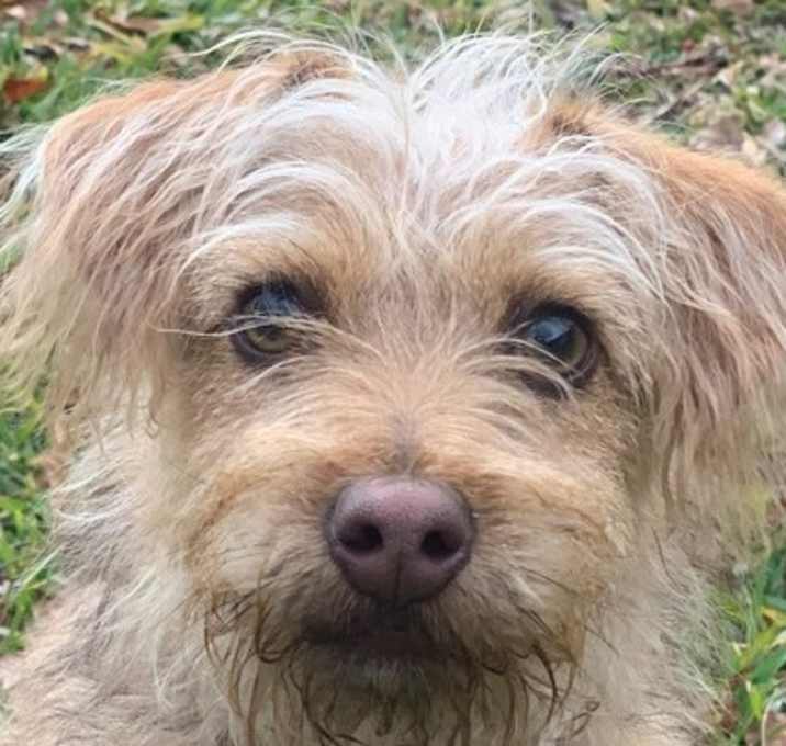 Photo of Teddy (Lenny)